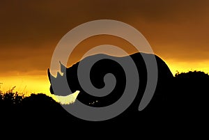 Rhino at sunset silhouette