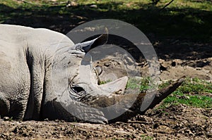 Rhino