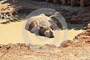 A rhino taking a mud bath.