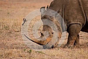 Rhino vs Ox-pecker photo