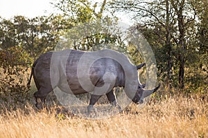 Rhino walking in the bush in South Africa.