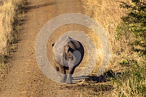 Rhino Walking Dirt Road