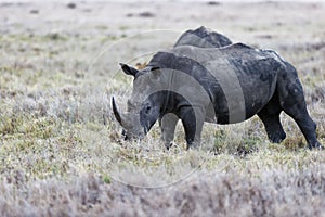 Rhino walking and eating in Lewa Conservancy, Kenya
Description