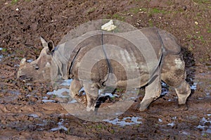 Rhino walking in the mud