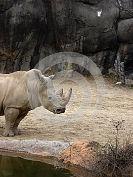 Rhino by the Water