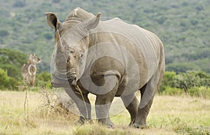 Rhino and Waterbuck photo