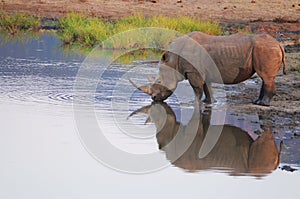 Rhino at Waterhole