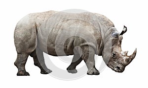 Rhino on white background