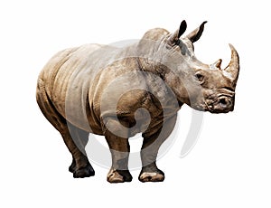 Rhino on white background