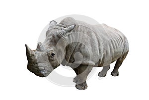 Rhino on white background.