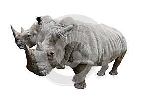 Rhino on white background.