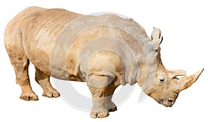 Rhino on a White Background