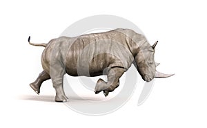 Rhino on white background