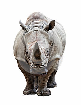 Rhino on white background photo