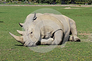Rhino