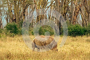 A rhino in the wild at Lake Nakuru National Park in Kenya