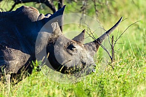 Rhino Wildlife Closeup