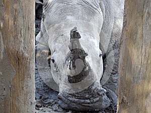 Rhino between wood posts