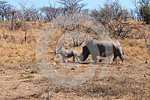 Rhino with young at Welgevonden Game Reserve
