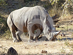 Rhino youngster