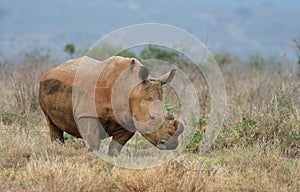 Rhino in Zimanga Park - South Africa