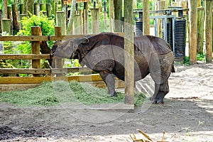 Rhino in a zoo