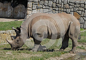 Rhino in zoo