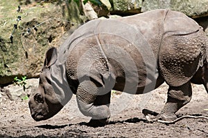 Rhino in zoo