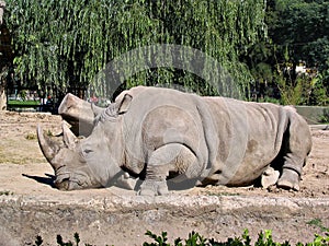 Rhino in zoo 2