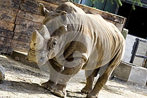 Rhino in a zoo