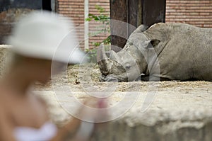 Rhino zoo