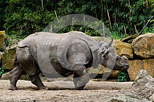 Rhino in zoo