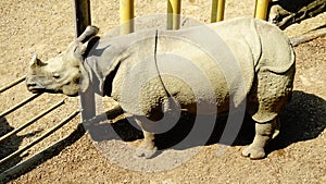 Rhino in the zoo