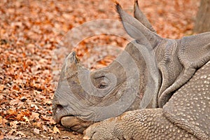 RHINO - ZOO - HUNGARY