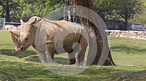 Rhino in a zoo in Italy photo