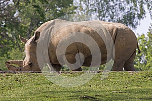 Rhino in a zoo in Italy photo