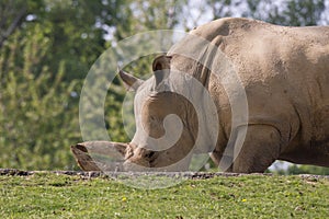 Rhino in a zoo in Italy photo