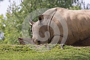 Rhino in a zoo in Italy photo