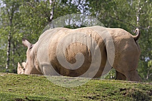 Rhino in a zoo in Italy photo