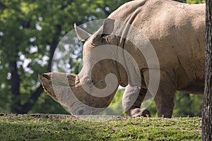 Rhino in a zoo in Italy photo