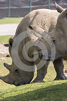 Rhino in a zoo in Italy photo