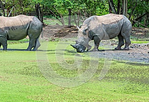 Rhino mud protection covering