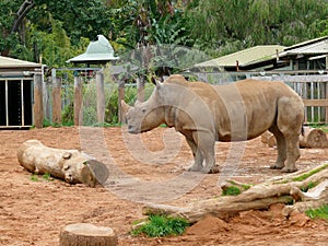 Rhino in Zoo