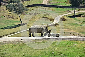 Rhino in a zoo in Southern California