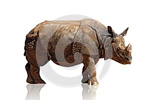 Rhinoceros photo