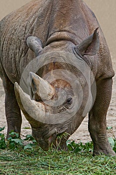 Rhinoceros