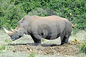 Rhinoceros