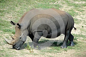 Rhinoceros photo