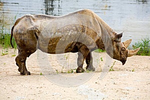 Rhinoceros