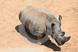 Rhinoceros photo